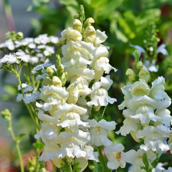 Nelesa Gardening Antirrhinum Snapdragon Flower Seeds Multicolour – 100 Seeds Pack | Vibrant Garden Blooms | Easy-to-Grow Flower Seed for Home Garden - Image 2