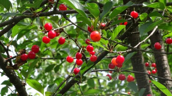 Nelesa Gardening Live Sweet and Sour Barbados Cherry Fruit Plant Grafted - Image 4
