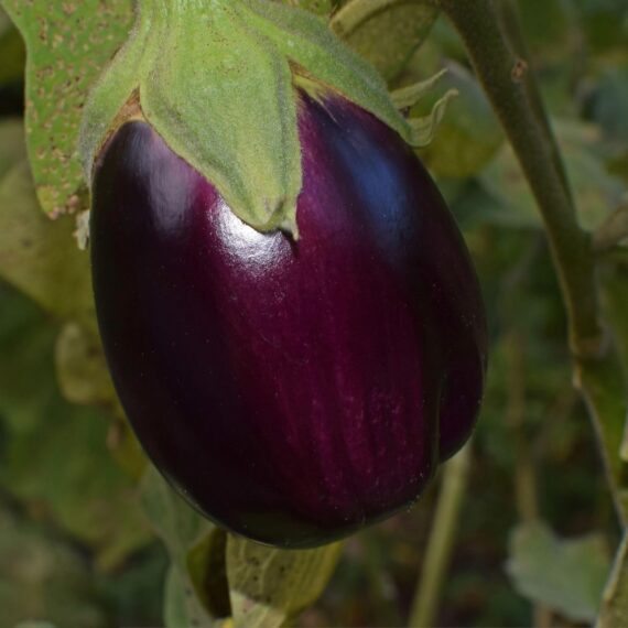 Brinjal Black Beauty Eggpalnt Vegetable Seeds 100 Seeds - Image 3
