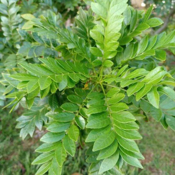 Nelesa Gardening Live Curry Leaf Plant - Curry Patta Plant - Aromatic Herb for Fresh Culinary Adventures - Image 4