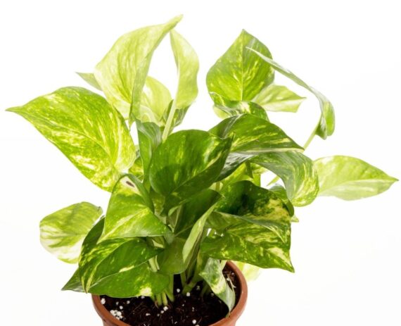 Nelesa Gardening Live Money Plant Air Purifier Plant Epipremnum aureum Plant