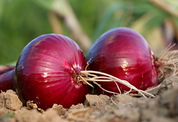 Nelesa Gardening Red Onion Seeds, Pyaaj, Vegetable Seed - Pack of 50 Seeds