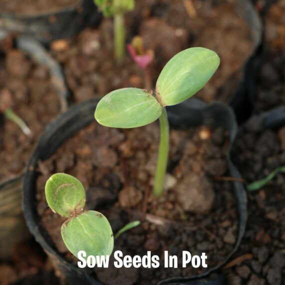 Nelesa Gardening 12 Leafy Vegetable Seeds for Home Gardening, Kitchen Gardening Seeds, Organic Vegetable Seeds, Fresh Indian Desi Vegetable Seeds, Easy to Grow Organic Vegetable Seeds for Garden - Image 5