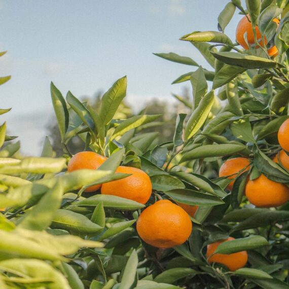 Nelesa Gardening Live Dwarf Darjeeling Mandarin Orange Santra Kamla Grafted Fruit Plant Tree Sapling for Hot Climate For Home Roof Terrace Garden Outdoor Plant - Image 2