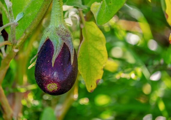 Nelesa Gardening Brinjal Black Big Eggplant Seeds 50 seeds - Image 2