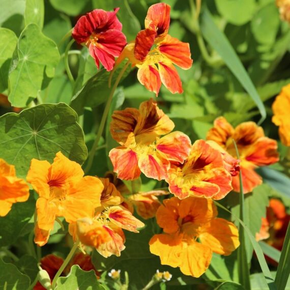 Nelesa Gardening Dwarf Nasturtium Seeds, Jewel Mixture Flower Seed - Pack of 10 Seeds