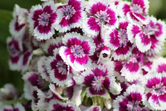 Nelesa Gardening Dianthus Mix Colour Flower Seeds | Sweet William Dianthus barbatus - 50 Mixed Colour Seeds for Beautiful, Fragrant Garden Blooms | Easy-to-Grow, Hardy Perennial Flowers - Image 5