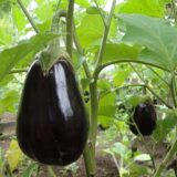 Nelesa Gardening Black Beauty Brinjal Hybrid Seeds 50 Seeds Pack for Home Gardeners