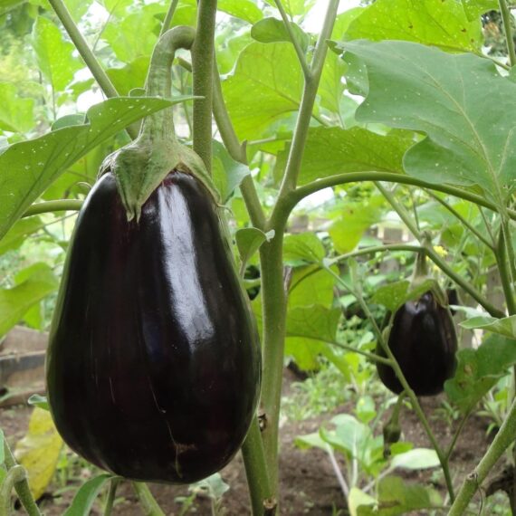 Nelesa Gardening Black Beauty Brinjal Hybrid Seeds 50 Seeds Pack for Home Gardeners