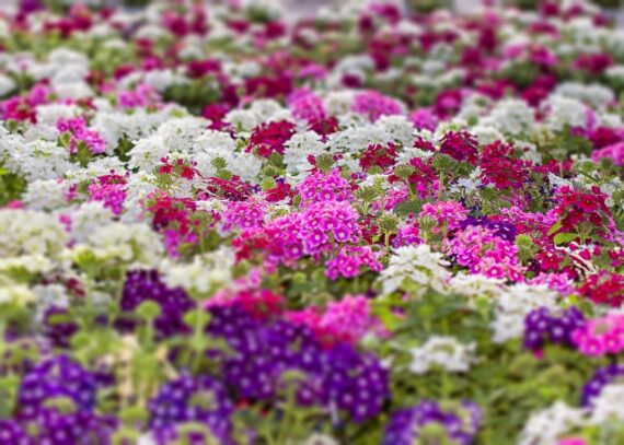 Nelesa Gardening Verbena Mixed Color Flower Seeds – 50 Premium Seeds for Vibrant Blooms | All-Season, Easy-to-Grow Flower Seeds for Home Gardens, Patios & Balconies