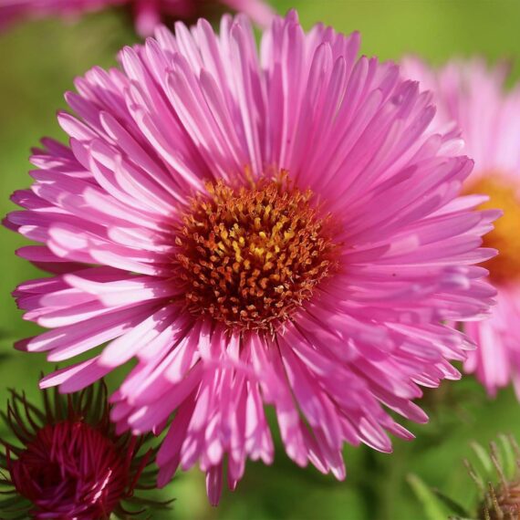 Nelesa Gardening Aster Flower Seeds - Flower Seeds for Pot - Garden Flower Seeds - 20 Finest Seeds - Image 2