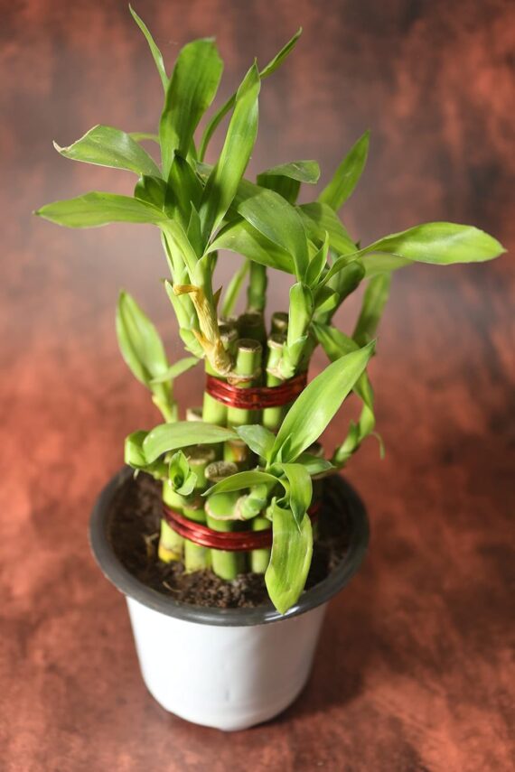 Nelesa Gardening 2 Layer Lucky Bamboo Plant White Thin Plastic Pot | Air Purifying Home Décor Plant | Can Use for Desktop for Gifting I Lucky Good Luck Vastu Plant - Image 5