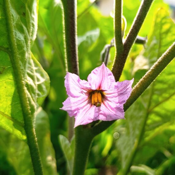Nelesa Gardening Brinjal Black Beauty Eggpalnt 50 Seeds - Image 3