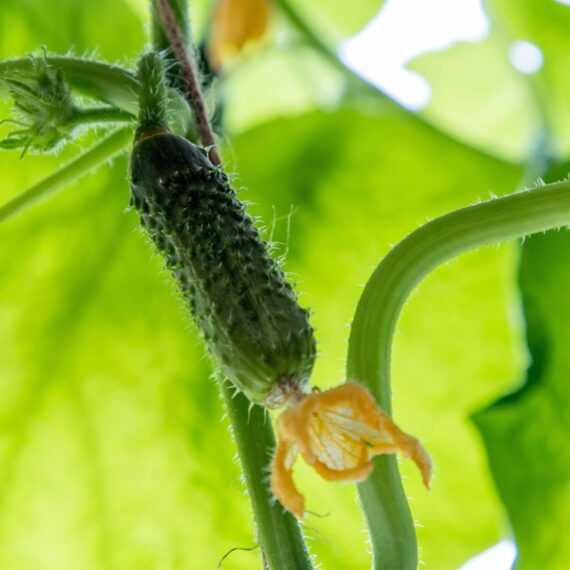 Nelesa Gardening Cucumber Kheera Kakari Sosa Seed- Pack of 30 Seeds - Image 3