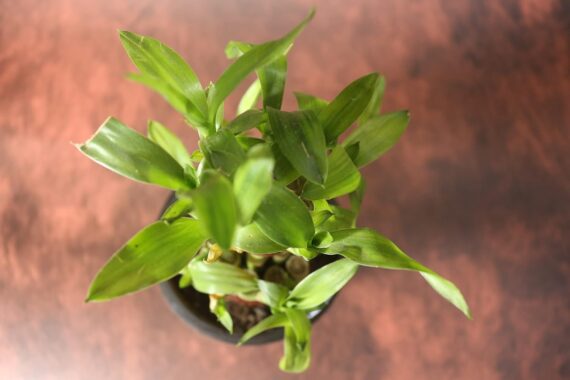 Nelesa Gardening 2 Layer Lucky Bamboo Plant White Thin Plastic Pot | Air Purifying Home Décor Plant | Can Use for Desktop for Gifting I Lucky Good Luck Vastu Plant - Image 6