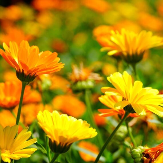Fancy Mix Marigold Flower Seeds 50 Seeds - Image 5