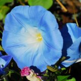Nelesa Gardening Heavenly Blue Morning Glory Imopea Flower Seeds 15 Seeds