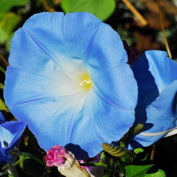 Nelesa Gardening Heavenly Blue Morning Glory Imopea Flower Seeds 15 Seeds