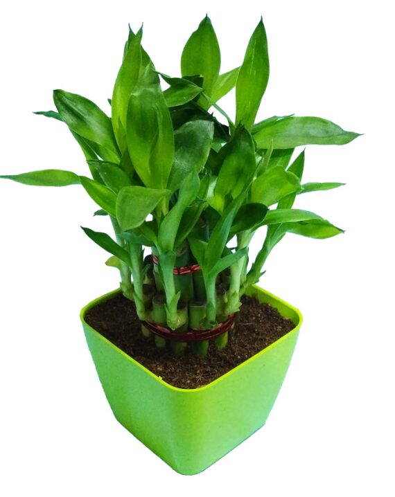 Nelesa Gardening Good Luck 2 Layer Lucky Bamboo Plant in Light Green Plastic Pot, Air Purifying Plant, Home Décor Plant, Can Use for Desktop, for Gifting, Lucky Plant, Good Luck, Vastu Plant - Image 4