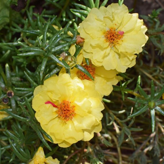 Nelesa Gardening Portulaca Purslane Moss Rose Portulaca Grandiflora Flower Seed - Pack of 50 seeds - Image 4