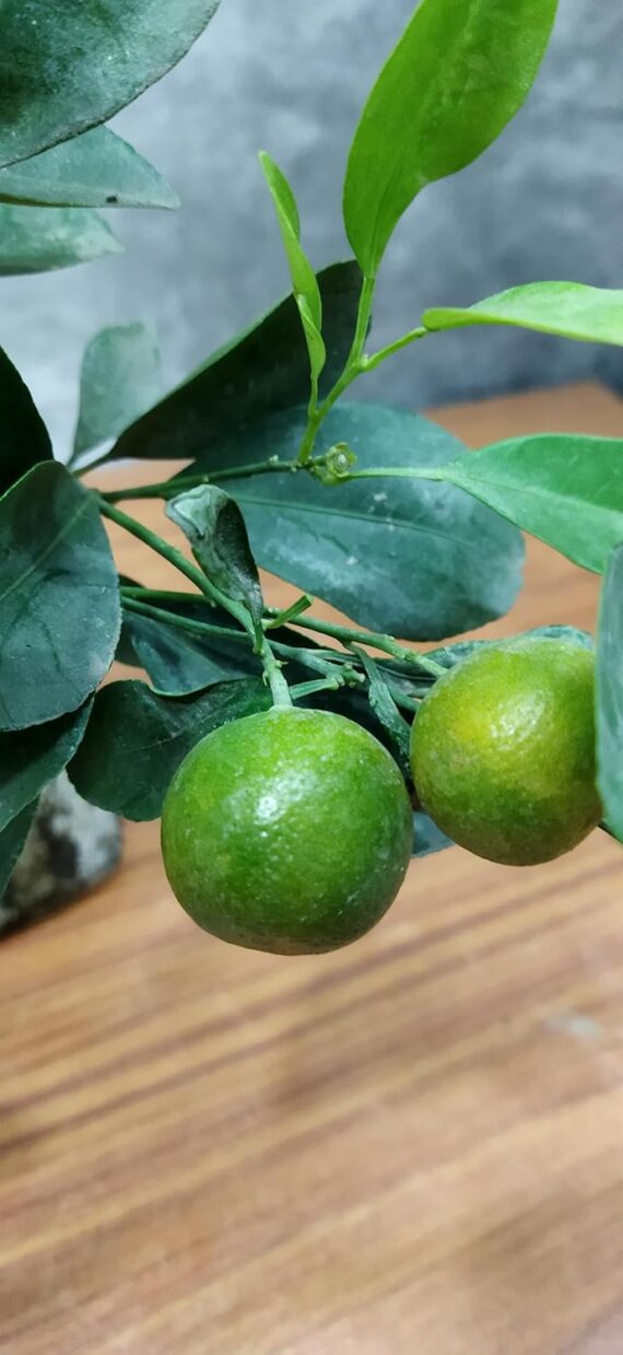 Nelesa Gardening All Types of Lemon Plant (Chinese Orange Plant) - Image 4