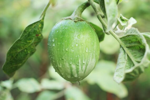 Nelesa Gardening Brinjal Green Oval Eggplant Seed - 50 Seeds pack - Image 4
