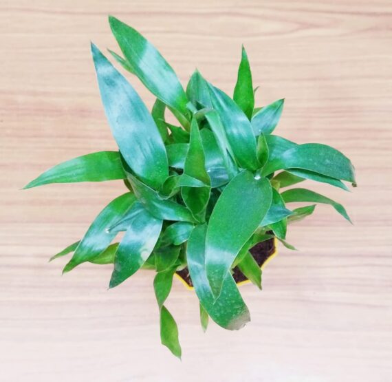 Nelesa Gardening Air Purifying Good Luck 2 Layer Lucky Bamboo Plant in Round Plastic Pot | Home Décor Plant | Can Use for Desktop | for Gifting | Lucky Plant | Good Luck Plant | Vastu Plant (Yellow) - Image 4