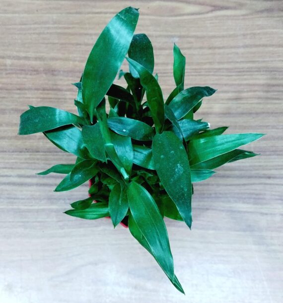 Nelesa Gardening Air Purifying Good Luck 2 Layer Lucky Bamboo Plant in Round Plastic Pot | Home Décor Plant | Can Use for Desktop | for Gifting | Lucky Plant | Good Luck Plant | Vastu Plant (Red) - Image 5