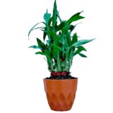 Nelesa Gardening Air Purifying Good Luck 2 Layer Lucky Bamboo Plant in Orange Round Plastic Pot | Home Décor Plant | Can Use for Desktop | for Gifting | Lucky Plant | Good Luck Plant | Vastu Plant