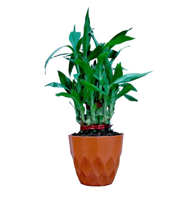 Nelesa Gardening Air Purifying Good Luck 2 Layer Lucky Bamboo Plant in Orange Round Plastic Pot | Home Décor Plant | Can Use for Desktop | for Gifting | Lucky Plant | Good Luck Plant | Vastu Plant