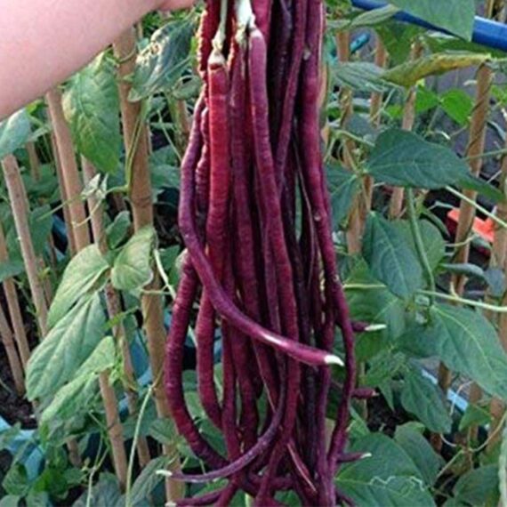 Nelesa Gardening Red Cowpea Long Yard Bean Barbatti Vegetable Seed - 50 Seeds Pack