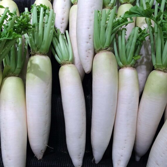 Nelesa Gardening White Radish Vegetable Seed - 50 Seeds - Image 2