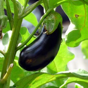 Brinjal Black Beauty Eggpalnt Vegetable Seeds 100 Seeds