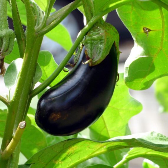 Brinjal Black Beauty Eggpalnt Vegetable Seeds 100 Seeds