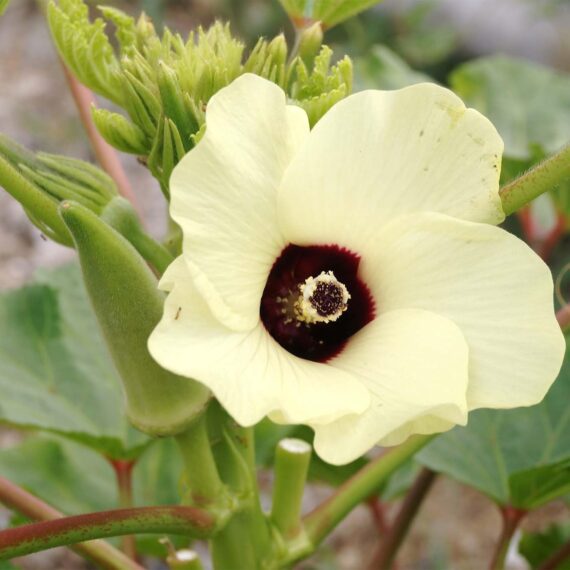Nelesa Gardening Okra Ladies Finger Vendi Vindi Seed - Pack of 50 Seeds - Image 2