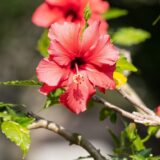 Nelesa Gardening Live Red Hibiscus Gudhal Flower Plant for Outdoor Garden | Vibrant Blooms, Easy Care, Healthy Growth - 1 Healthy Plant for pot, Planter, Rooftop, Balcony