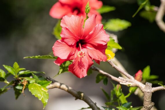 Nelesa Gardening Live Red Hibiscus Gudhal Flower Plant for Outdoor Garden | Vibrant Blooms, Easy Care, Healthy Growth - 1 Healthy Plant for pot, Planter, Rooftop, Balcony