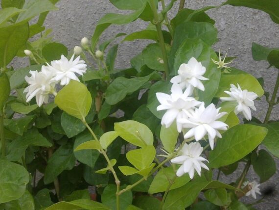 Nelesa Gardening Live Jasmine Flower Plants