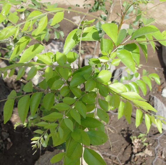 Nelesa Gardening Live Curry Leaf Plant - Curry Patta Plant - Aromatic Herb for Fresh Culinary Adventures - Image 5