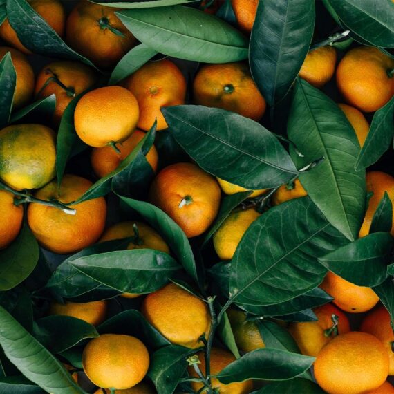 Nelesa Gardening Live Dwarf Darjeeling Mandarin Orange Santra Kamla Grafted Fruit Plant Tree Sapling for Hot Climate For Home Roof Terrace Garden Outdoor Plant - Image 3