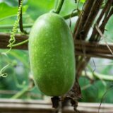 Nelesa Gardening Ash Wax Gourd Petha Seed - 30 Seeds Pack