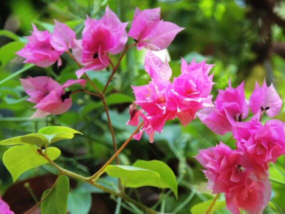Nelesa Gardening 4 Types of Bougainvillea Flower Plants Combo, One Yellow, One White, One Pink and One Red Plant in Grow Bag, Plant Height 1-1.5 feet, Low Maintainace Flower Plant - Image 6
