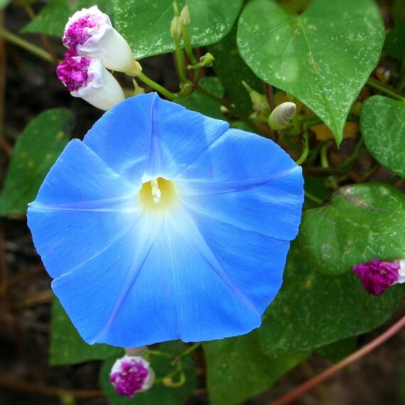 Nelesa Gardening Heavenly Blue Morning Glory Imopea Flower Seeds 15 Seeds - Image 2
