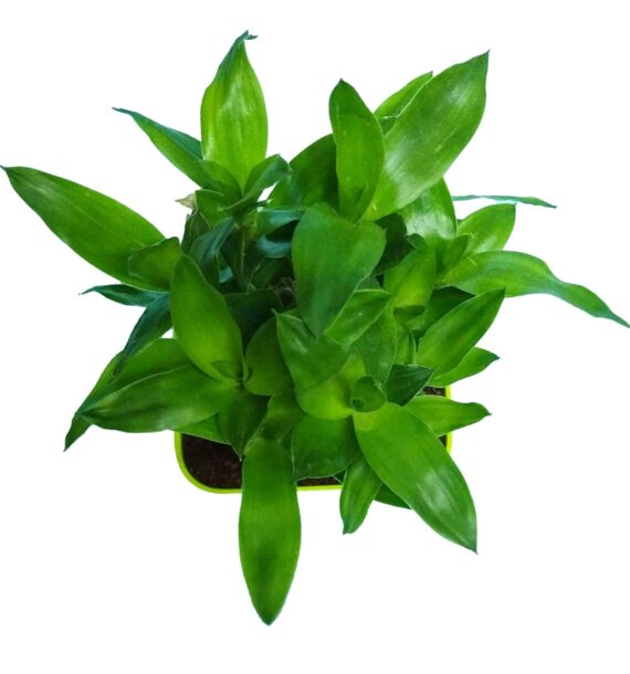 Nelesa Gardening Good Luck 2 Layer Lucky Bamboo Plant in Light Green Plastic Pot, Air Purifying Plant, Home Décor Plant, Can Use for Desktop, for Gifting, Lucky Plant, Good Luck, Vastu Plant - Image 5