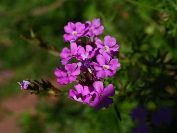 Nelesa Gardening Verbena Mixed Color Flower Seeds – 50 Premium Seeds for Vibrant Blooms | All-Season, Easy-to-Grow Flower Seeds for Home Gardens, Patios & Balconies - Image 6