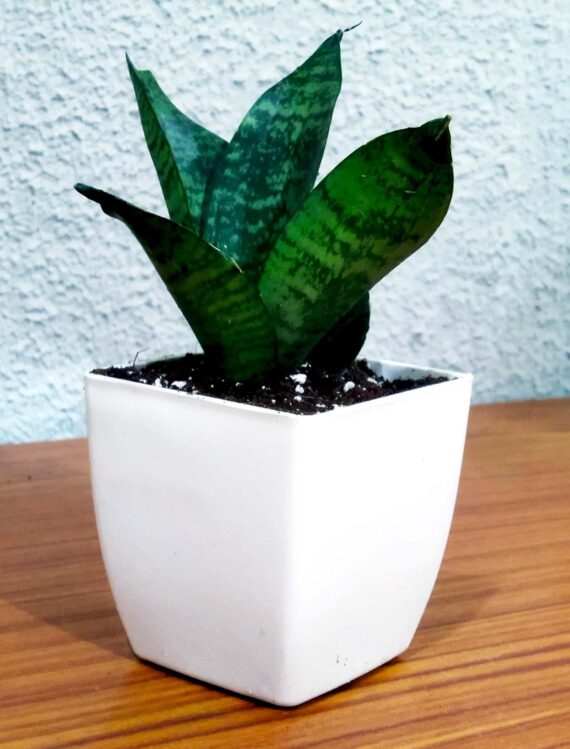 Nelesa Gardening Sansevieria Green Air Purifier Plant Dwarf Green Snake Plant in White Fiber Pot - Image 6