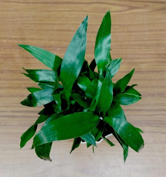 Nelesa Gardening Air Purifying Good Luck 2 Layer Lucky Bamboo Plant in Round Plastic Pot | Home Décor Plant | Can Use for Desktop | for Gifting | Lucky Plant | Good Luck Plant | Vastu Plant (White) - Image 6