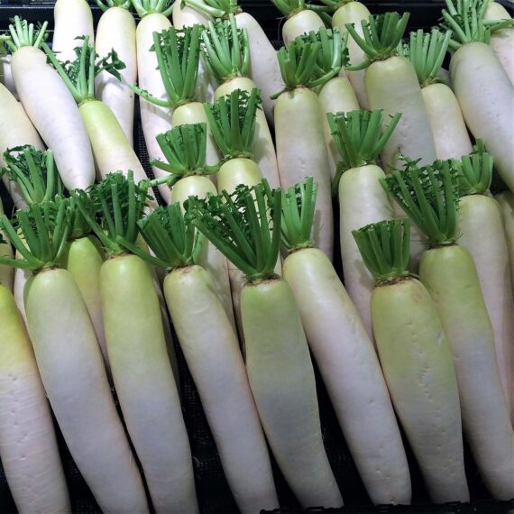 Nelesa Gardening White Radish Vegetable Seed - 50 Seeds