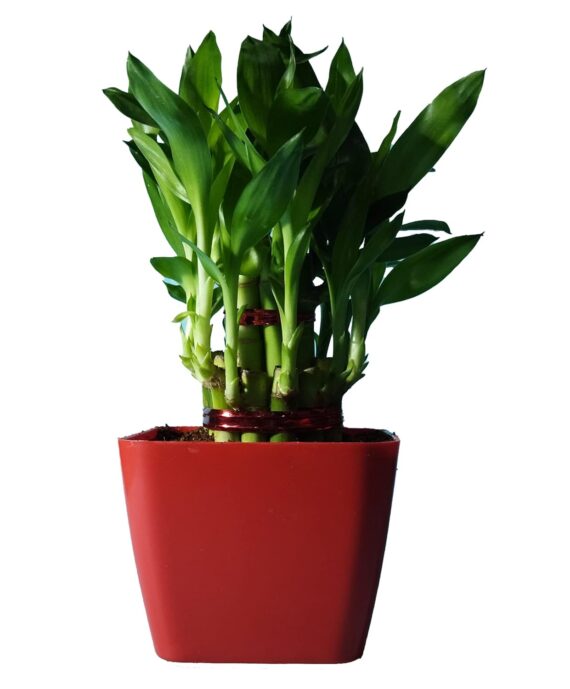 Nelesa Gardening Good Luck 2 Layer Lucky Bamboo Plant in Red Plastic Pot | Air Purifying Plant | Home Décor Plant | Can Use for Desktop I for Gifting I Lucky Plant I Good Luck I Vastu Plant