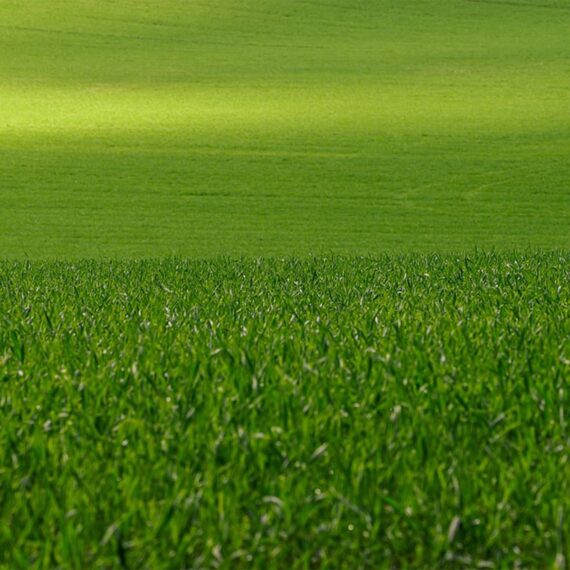 Nelesa Gardening Lawn Grass Seeds Dark Green Soft Runner 1000 Seeds - Image 2